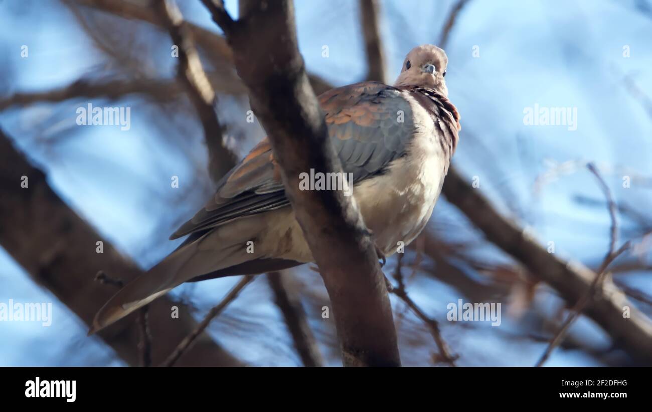 Colombe rieuse (Spilopelia senegalensis) perchée dans un arbre dans une cour à Pretoria, Afrique du Sud Banque D'Images