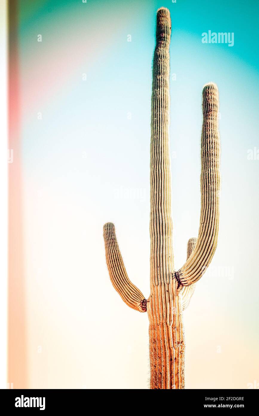 Une légère fuite de chaleur dans le désert de Sonoran Sud de l'Arizona avec un feu pâle comme l'atmosphère d'un le cactus saguaro dans la chaleur emblématique Banque D'Images