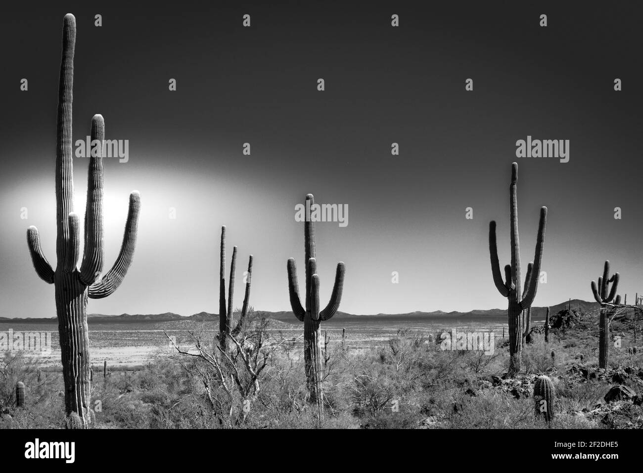 Le cactus saguaro, une icône de l'Ouest américain, s'étend le long du paysage du désert de Sonoran avec les montagnes lointaines Picacho, AZ, en noir et blanc Banque D'Images