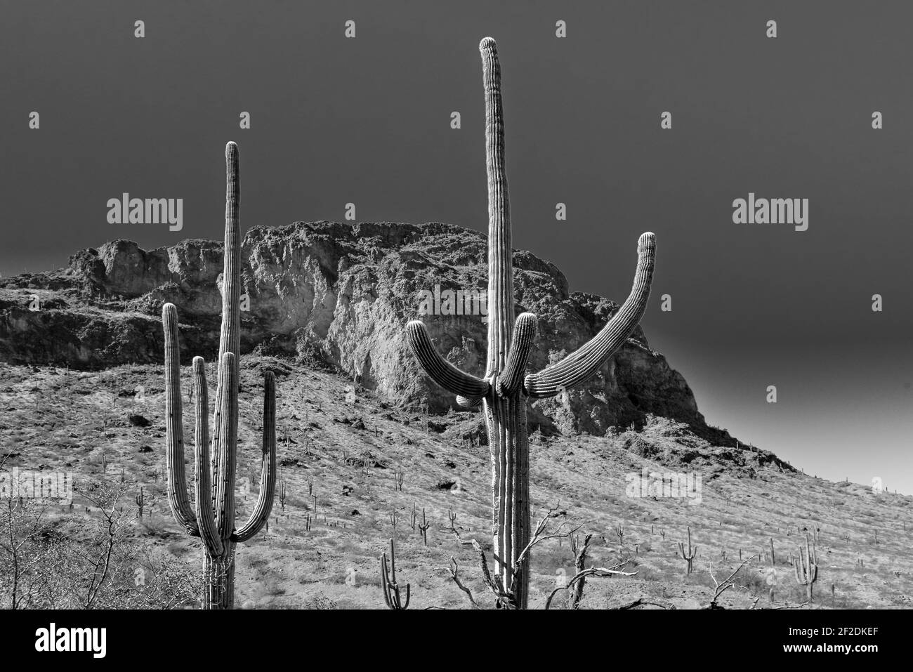 Groupes de cactus Saguaro avec des bras vers le haut avec le fond des pics et des vallées dans le désert de Sonoran à Picacho, AZ, Etats-Unis Banque D'Images