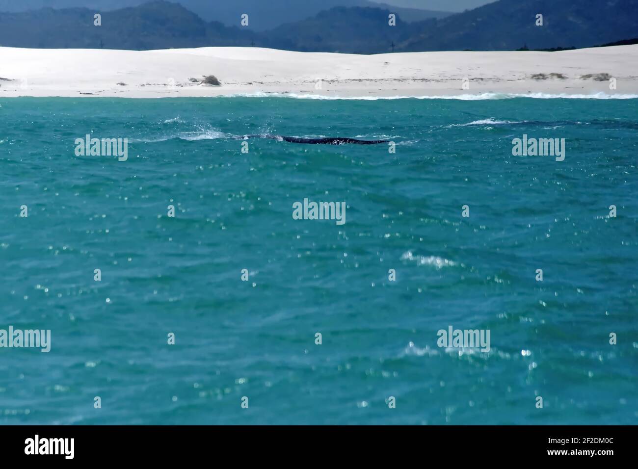 Baleine noire du sud dans la baie près de Gansbaai, Afrique du Sud Banque D'Images