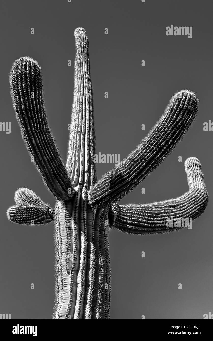Cactus Saguaro isolé avec bras gestants vers le haut contre un ciel sans nuages dans le désert de Sonoran en Arizona, Etats-Unis, en noir et blanc Banque D'Images