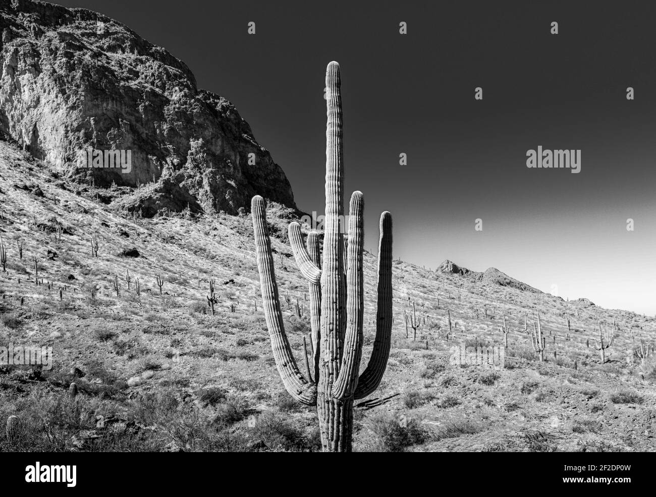 Cactus Saguaro avec des bras vers le haut avec le fond des sommets et des vallées dans le désert de Sonoran à Picacho, AZ, Etats-Unis en noir et blanc Banque D'Images