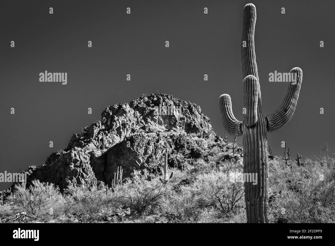 Un cactus saguaro à armes multiples, soulevé vers un ciel bleu au parc national de Picacho Peak, dans le désert de Sonoran, dans le sud de l'Arizona, en noir et blanc Banque D'Images