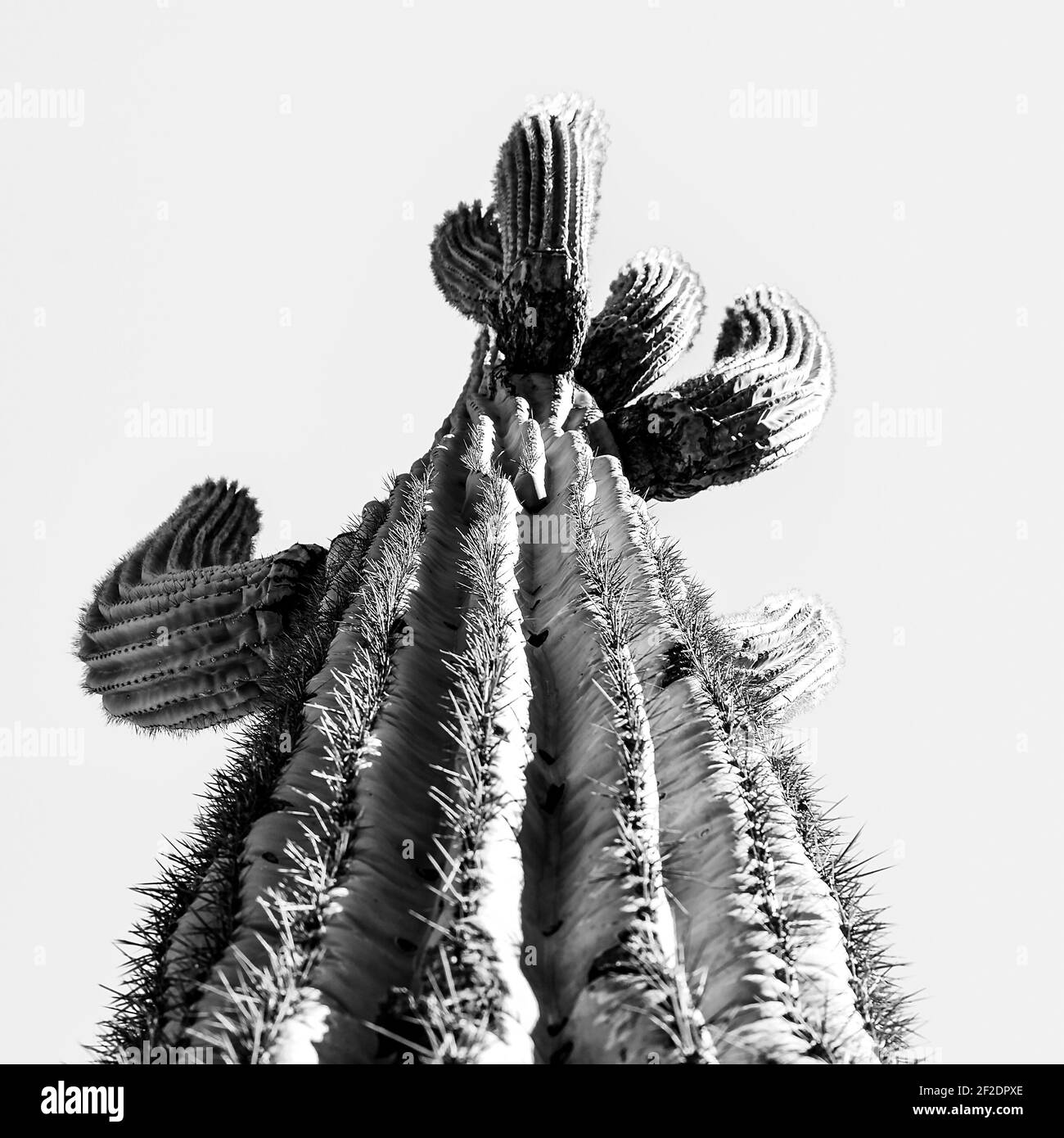 Vue panoramique sur les côtes et les épines d'un les bras de cactus de saguaro vers le ciel dans le Sonoran Désert dans le sud de l'Arizona en noir et blanc Banque D'Images