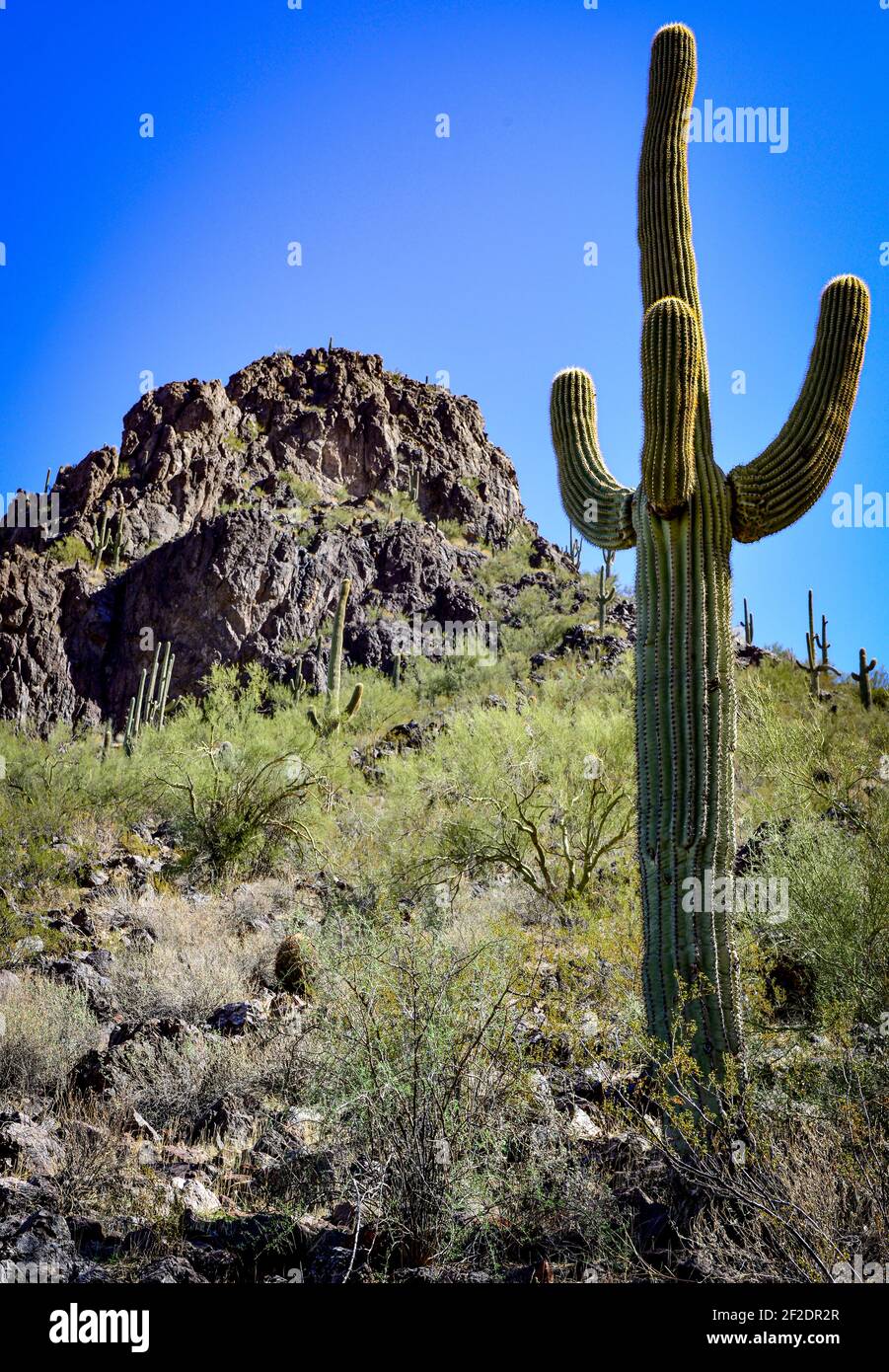 Un cactus saguaro à armes multiples se leva vers un ciel bleu avec un pic à proximité dans le désert de Sonoran dans le sud de l'Arizona, aux États-Unis Banque D'Images