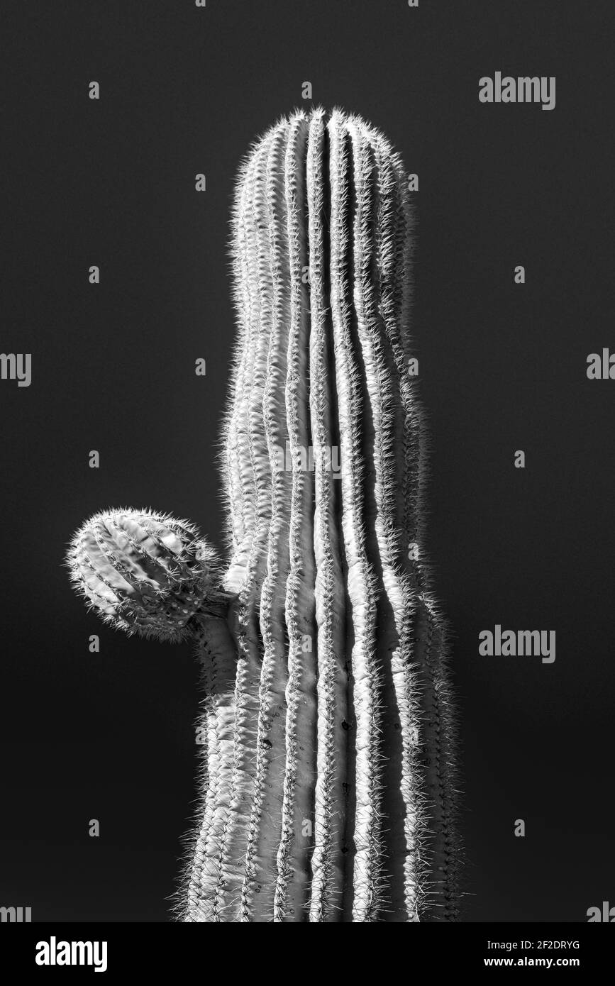 Gros plan d'un cactus Saguaro isolé avec un nouveau bras de départ, contre un ciel sans nuages dans le désert de Sonoran, dans le sud de l'Arizona, aux États-Unis, en noir et blanc Banque D'Images