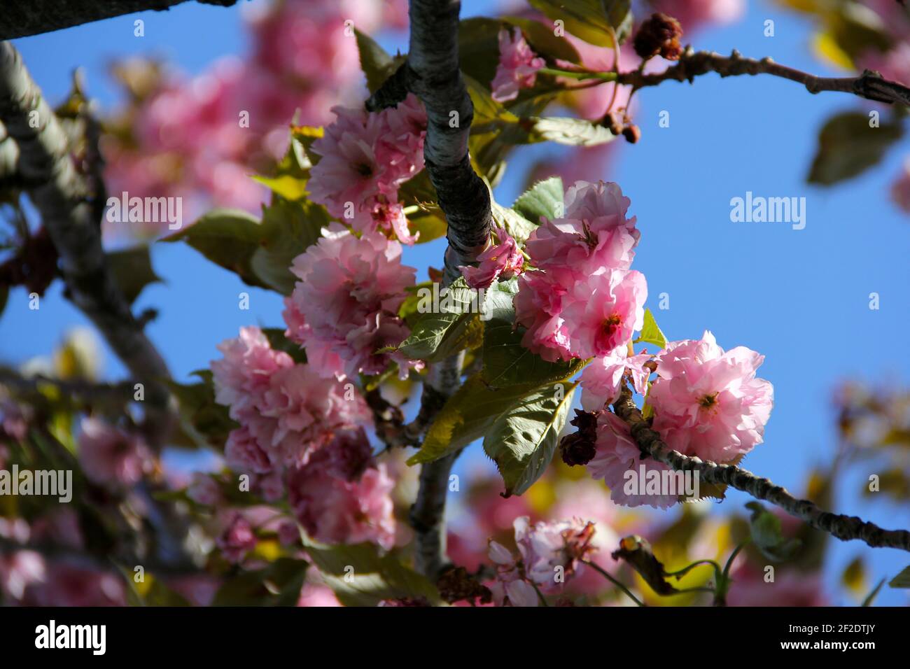 Cerisiers en fleurs sur une branche Banque D'Images