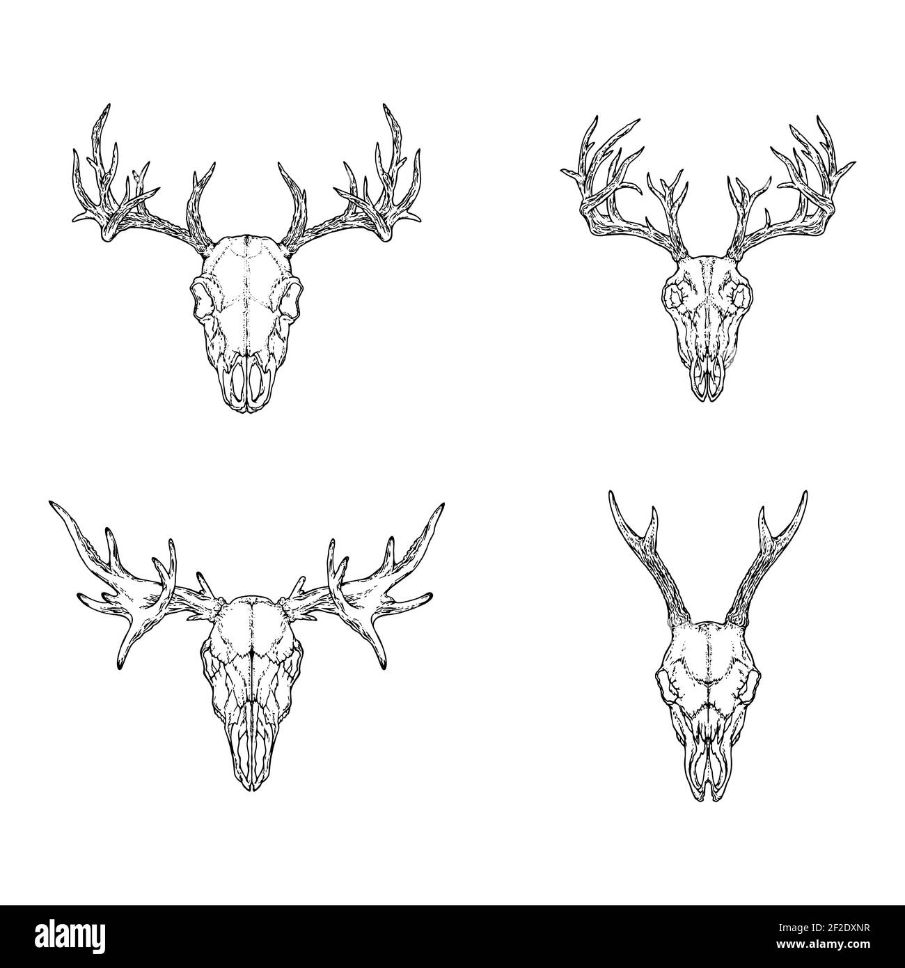 Ensemble vectoriel de crânes dessinés à la main d'animaux cornés : cerf, cerf et orignal sur fond blanc. Illustration de l'esquisse. Pour votre design, tatouage ou craf magique Illustration de Vecteur Ensemble vectoriel de crânes dessinés à la main d'animaux cornés : cerf, cerf et orignal sur fond blanc. Illustration de l'esquisse. Pour votre design, tatouage ou craf magique Illustration de Vecteur