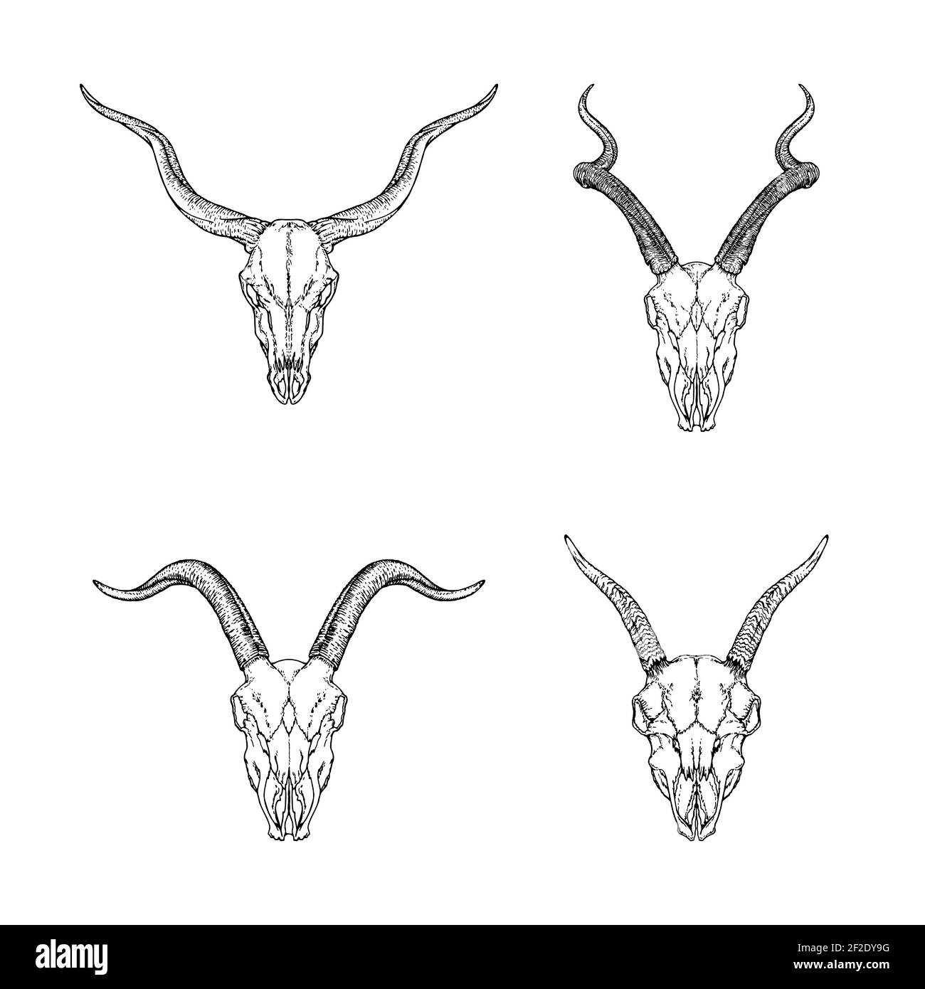Ensemble vectoriel de crânes dessinés à la main d'animaux cornés : antilope, doe, chèvre et bélier sur fond blanc. Illustration de l'esquisse. Pour votre conception, tatouage ou mag Illustration de Vecteur