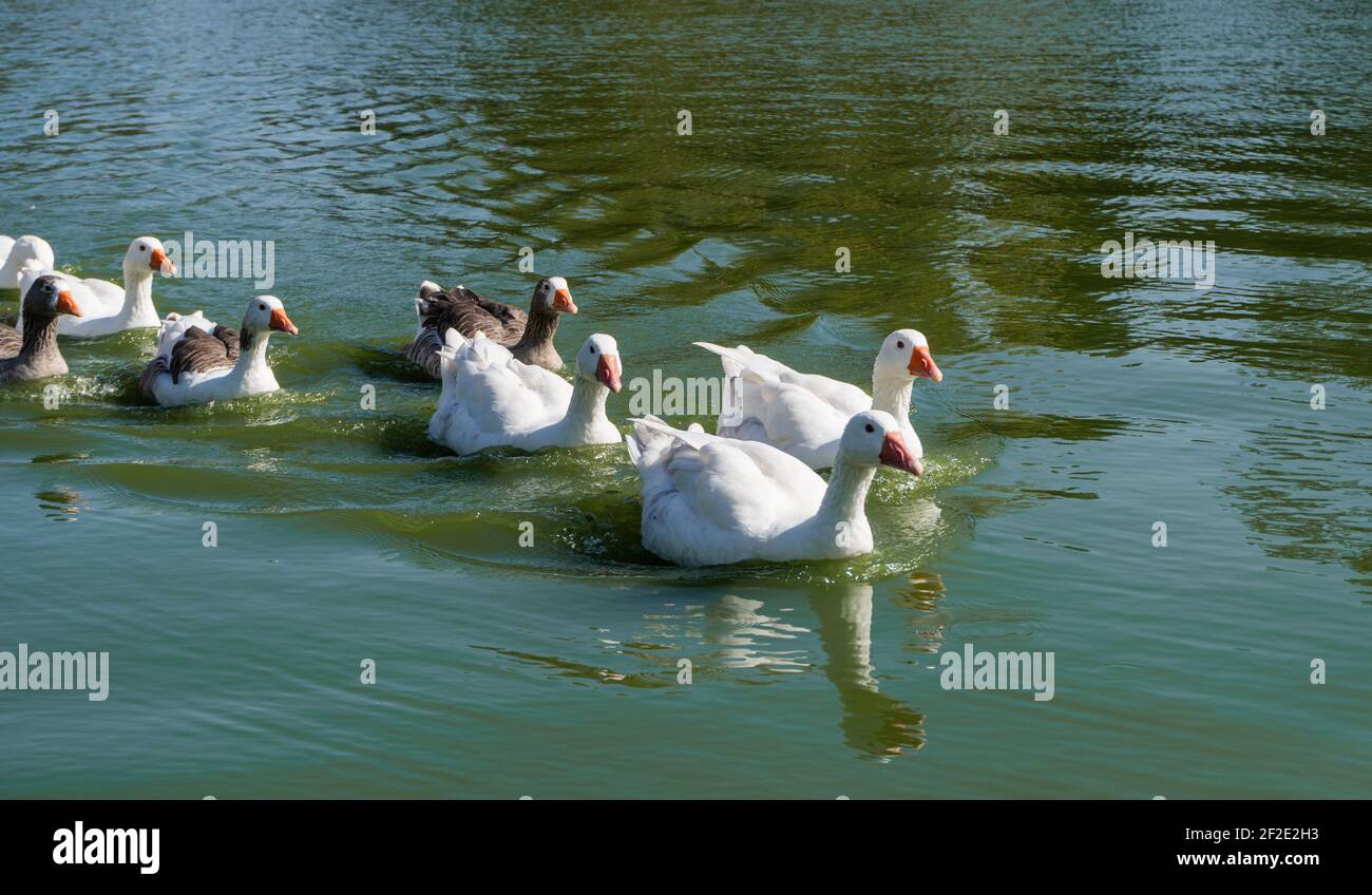 bernaches qui se bloquent sur la rivière. Anser.genre d'oiseaux ansériformes de la famille Anatidae.Oies. Espèces, Anser anser et Anser cygnoides, races domestiques o Banque D'Images