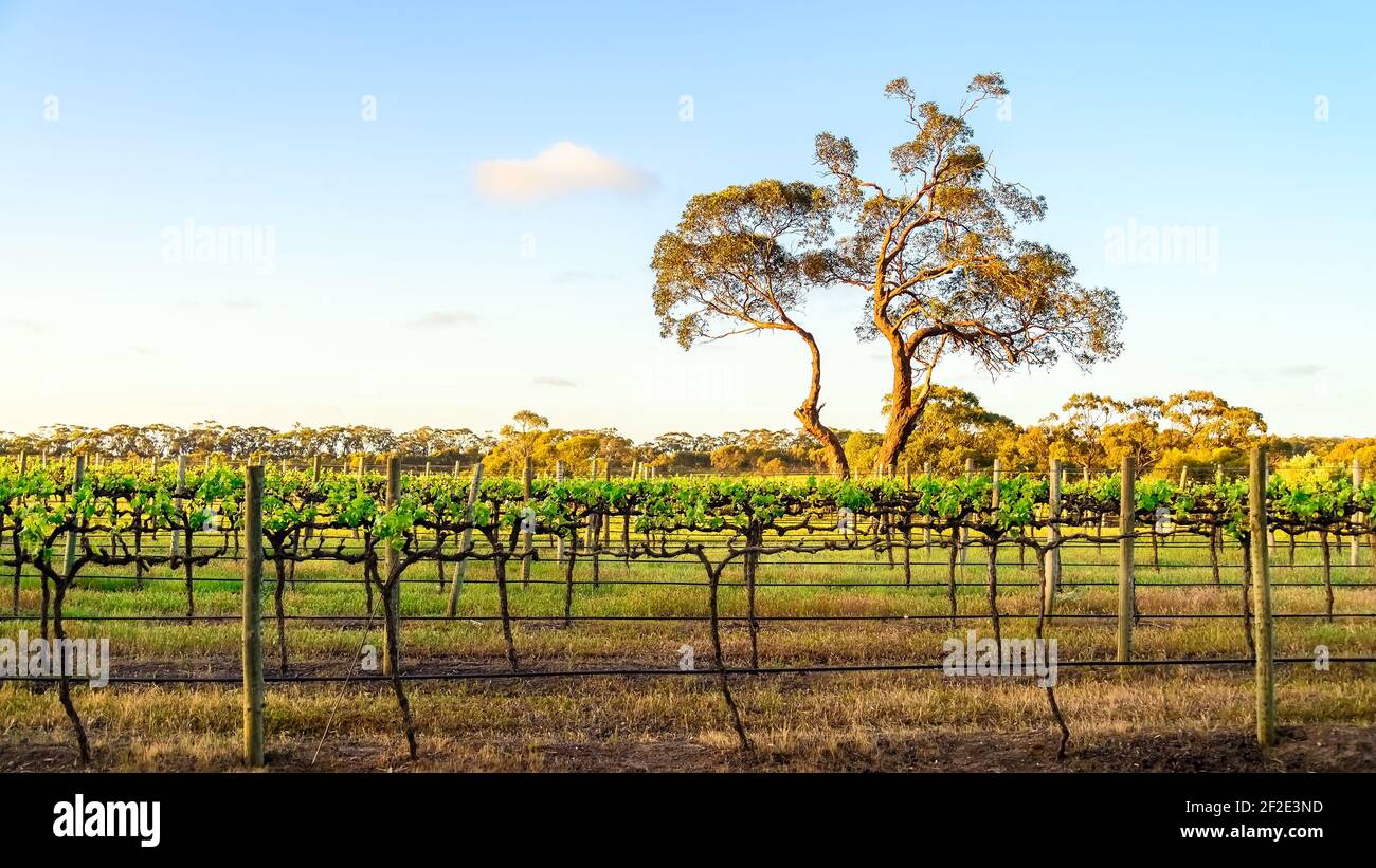 Gumtree avec vignoble au coucher du soleil, McLaren Vale, Australie méridionale Banque D'Images