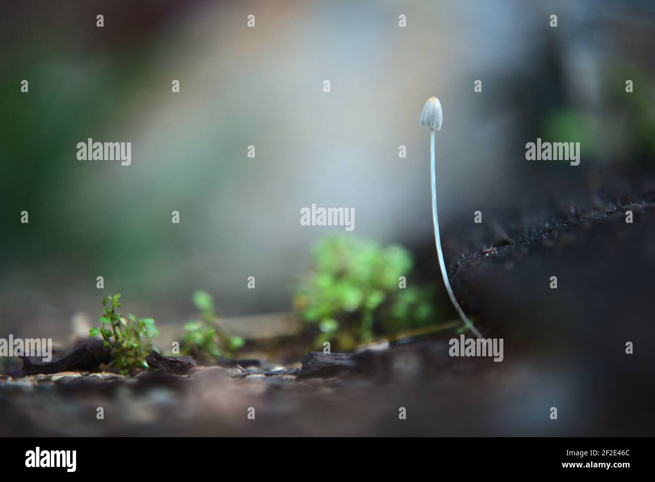 Les champignons sur le sol forestier Banque D'Images