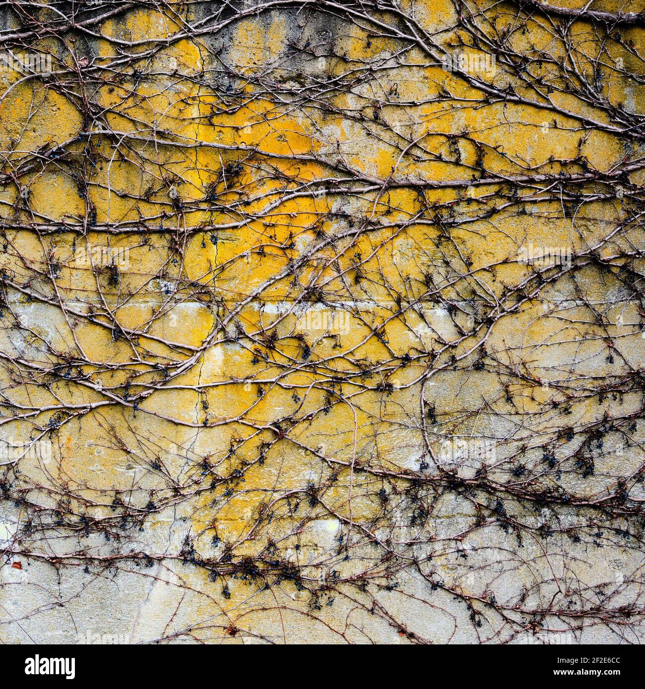 L'hiver, un enchevêtrement de vignes sans feuilles crée un motif complexe sur le béton exposé avec des teintes jaunes, grises et blanches Banque D'Images