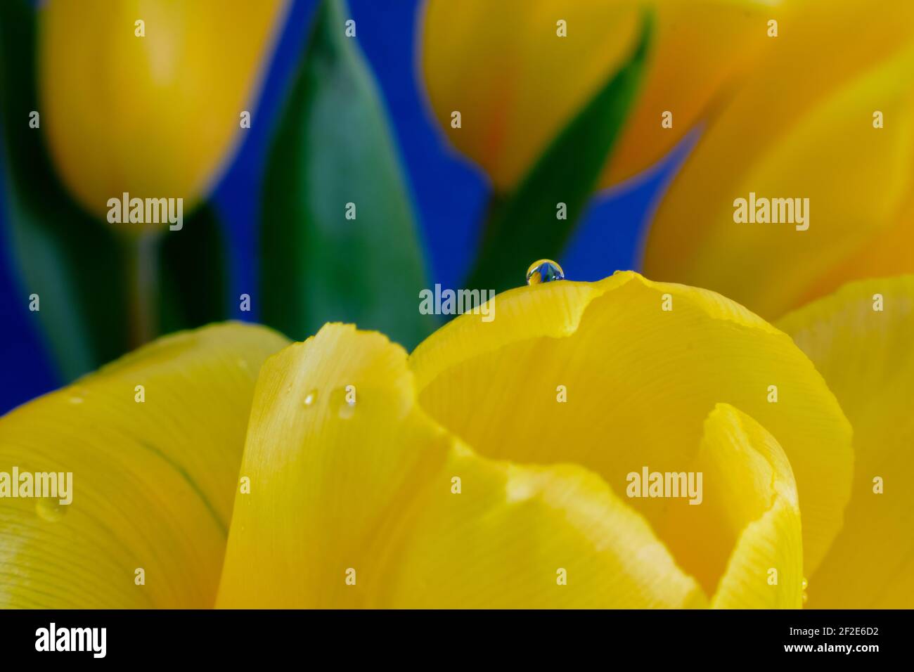 Goutte d'eau sur la tulipe jaune pétale, feuilles vertes, fond bleu. Banque D'Images