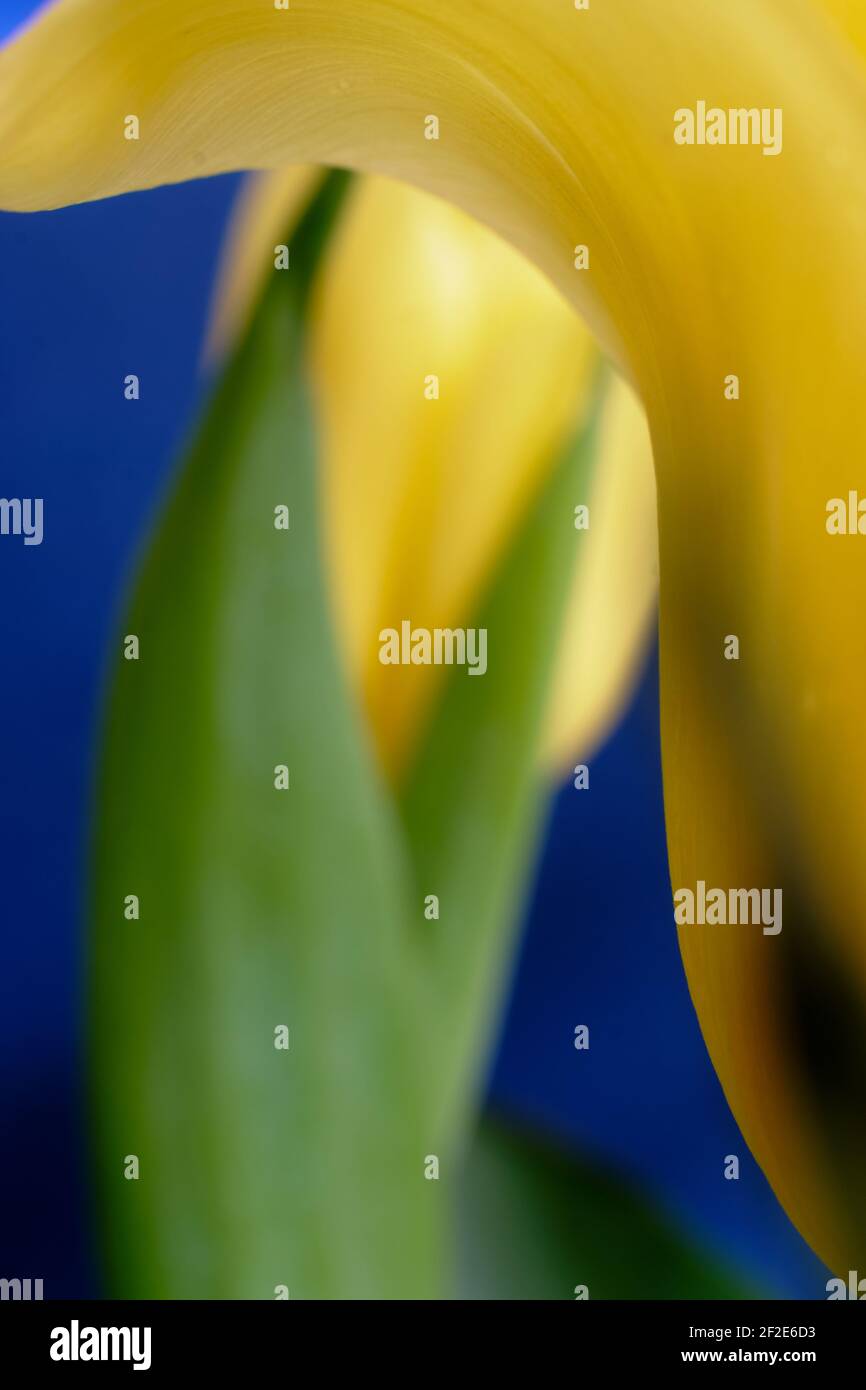 Photo macro de tulipe jaune avec de magnifiques lignes fluides. L'arrière-plan est une tulipe hors foyer avec des feuilles contre un bleu frappant. Banque D'Images