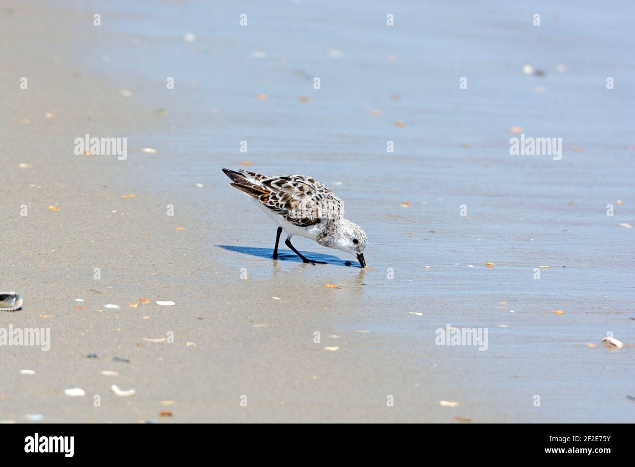 pippier de sable semipalmé se nourrissant sur l'estran de l'île Ocracoke dans le Banques extérieures de Caroline du Nord Banque D'Images