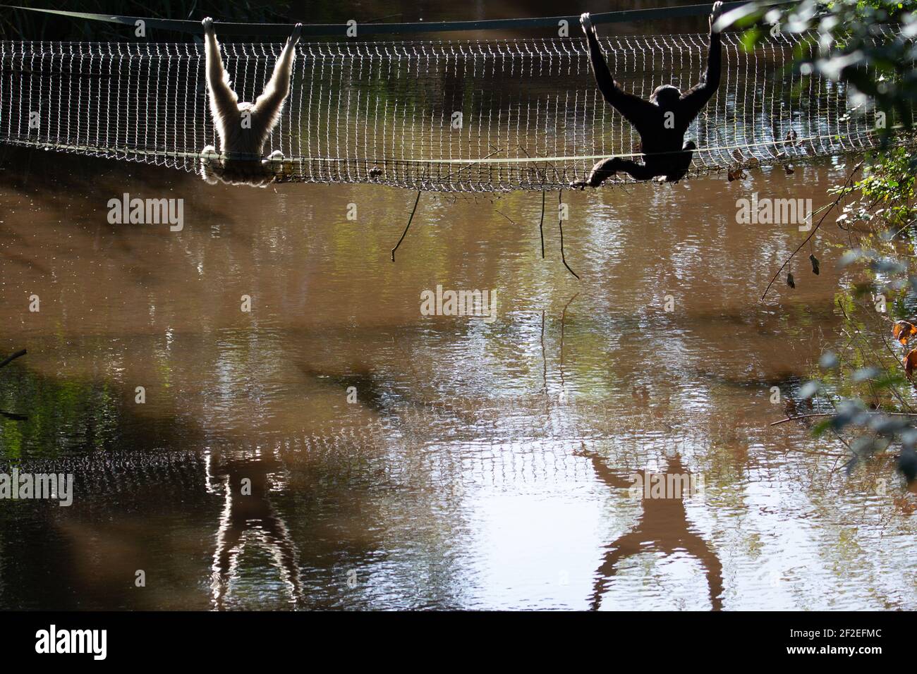 Gibbon piléé (Hylobates pileatus) deux gibbon piléés se détendant sur un pont de corde réfléchi l'eau au soleil du matin Banque D'Images