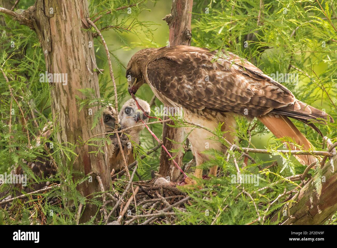 Un parent de faucon à queue rouge (Buteo jamaicensis) nourrissant ses poussins dans le nid un écureuil. Les faucons de bébé ont faim et mangent voracement. Banque D'Images