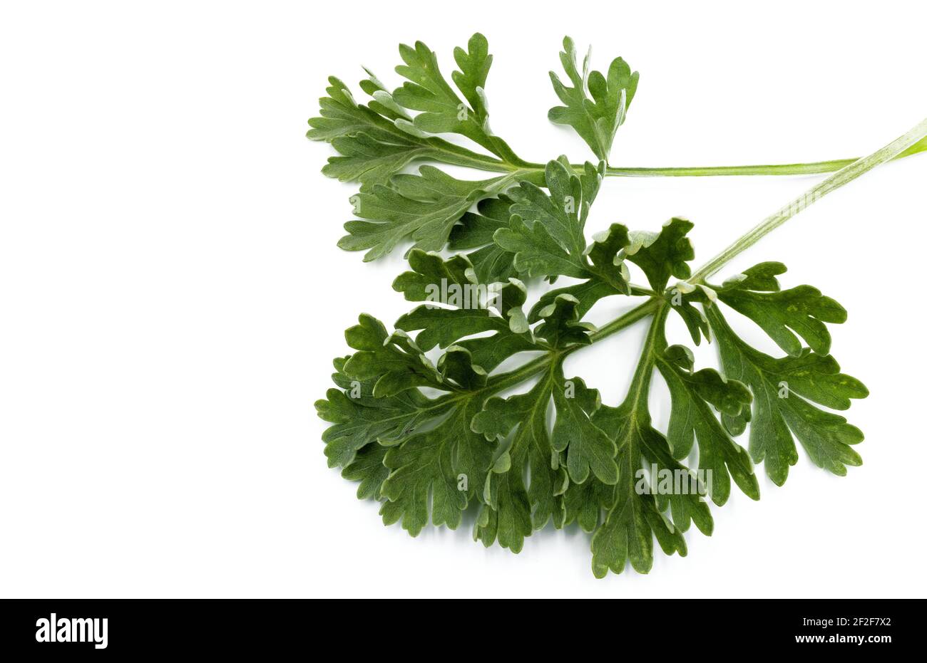 Branche de bois de millepertuis, Artemisia absinthium isolé sur fond blanc Banque D'Images