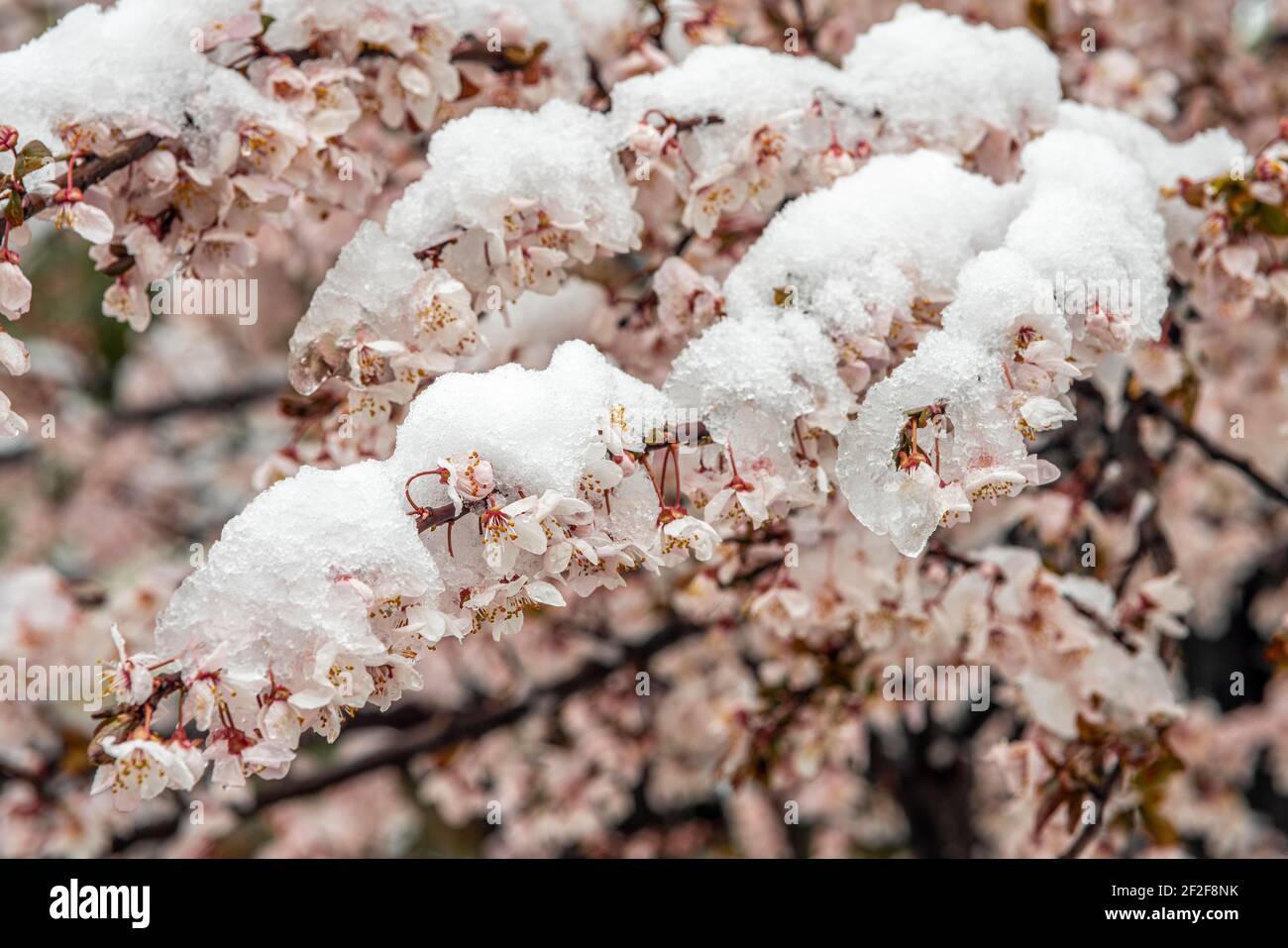 Les prunes fleurissent sous la neige d'une chute de neige soudaine en mars. Abruzzes, Italie, Europe Banque D'Images