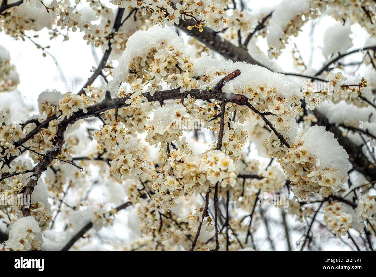 Les prunes fleurissent sous la neige d'une chute de neige soudaine en mars. Abruzzes, Italie, Europe Banque D'Images