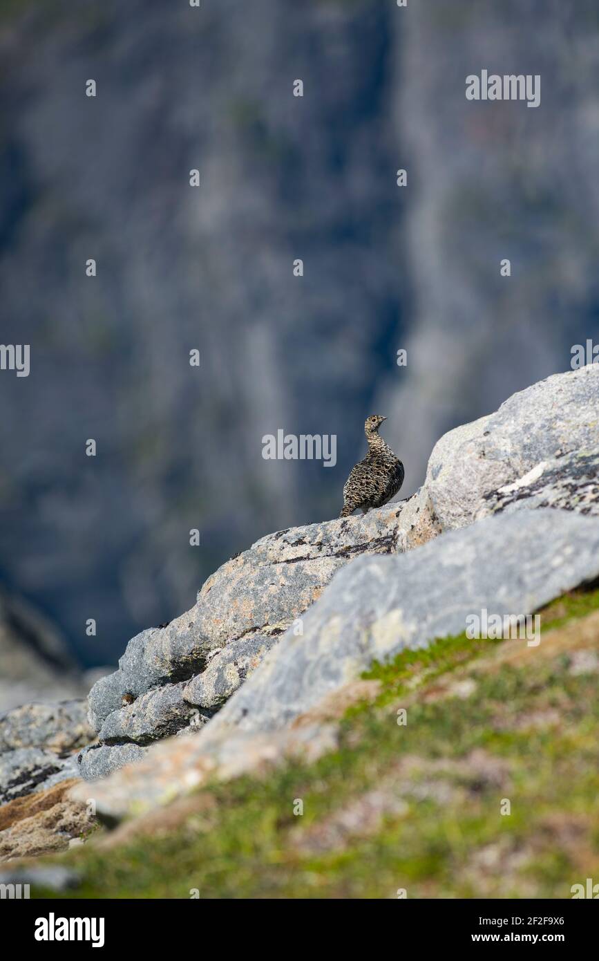 Rock Ptarmigan oiseau bien camouflé contre les belles montagnes Banque D'Images