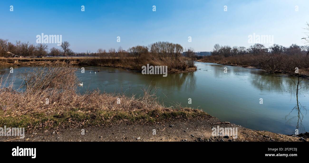 Rivière Odra méandre avec cygnes près de Polanka nad Odrou - Une partie de la ville d'Ostrava - en République tchèque au début jour de printemps Banque D'Images