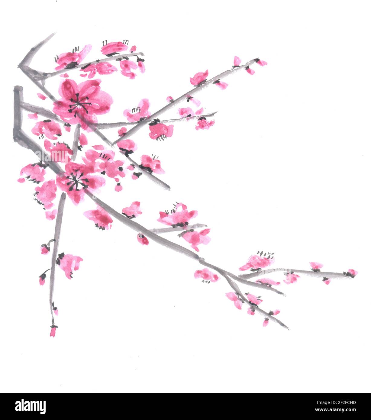 Peinture chinoise traditionnelle. Fleurs de cerisier sur la branche de l'arbre. Banque D'Images