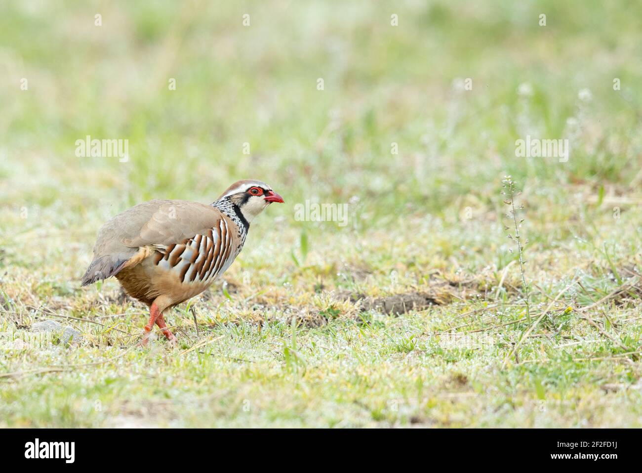 Un Gros Plan D Un Oiseau De Perdrix De Roche Qui Marche A L Interieur La Verdure Photo Stock Alamy Un Gros Plan D Un Oiseau De Perdrix De Roche Qui Marche A L Interieur La Verdure Photo Stock Alamy