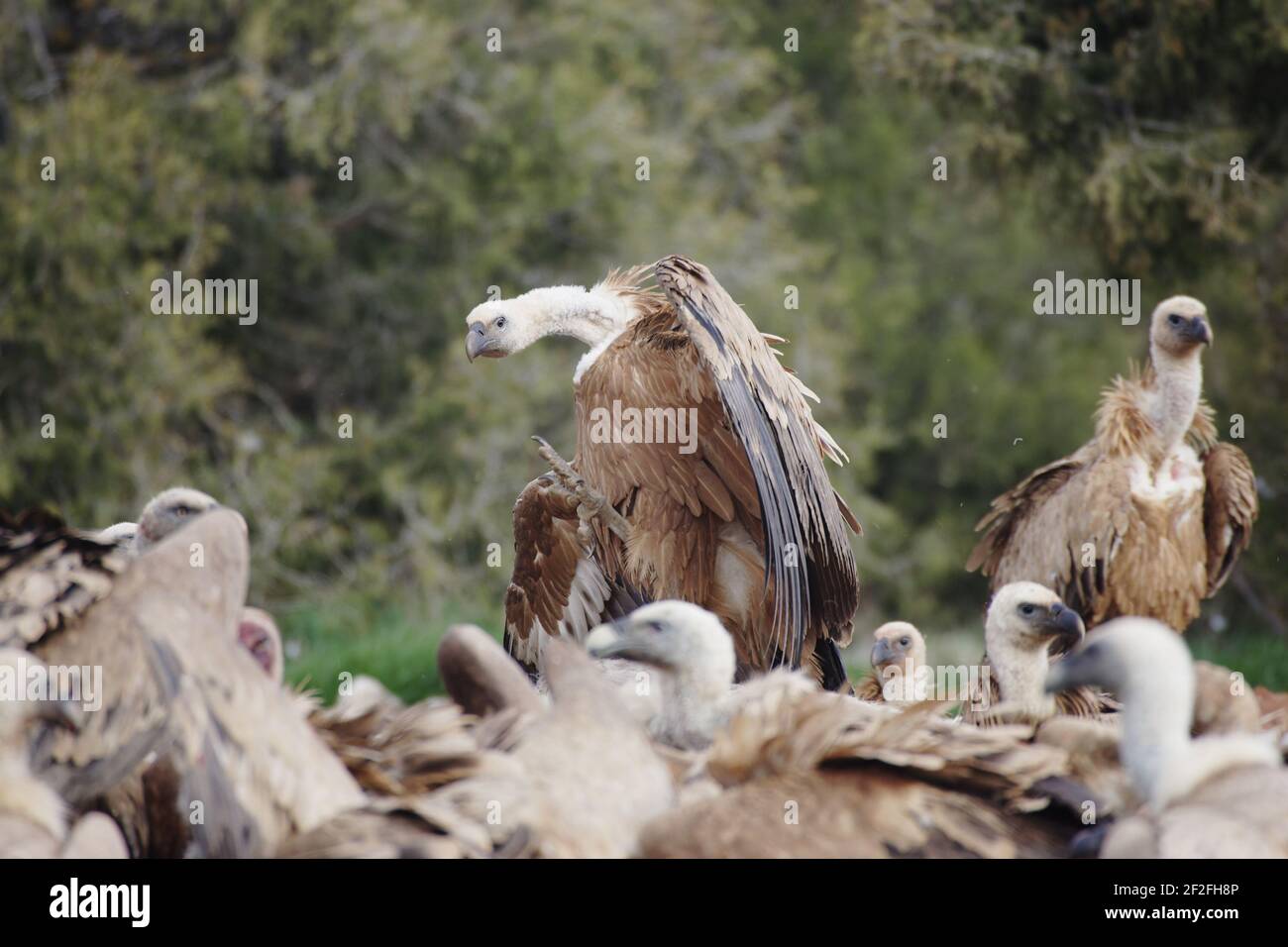 Griffon vautures - 'Goosestepping' dans l'alimentation des Gyps enzyfulvus réserve WWF - Refugio de Rapas Segovia, Espagne BI008734 Banque D'Images