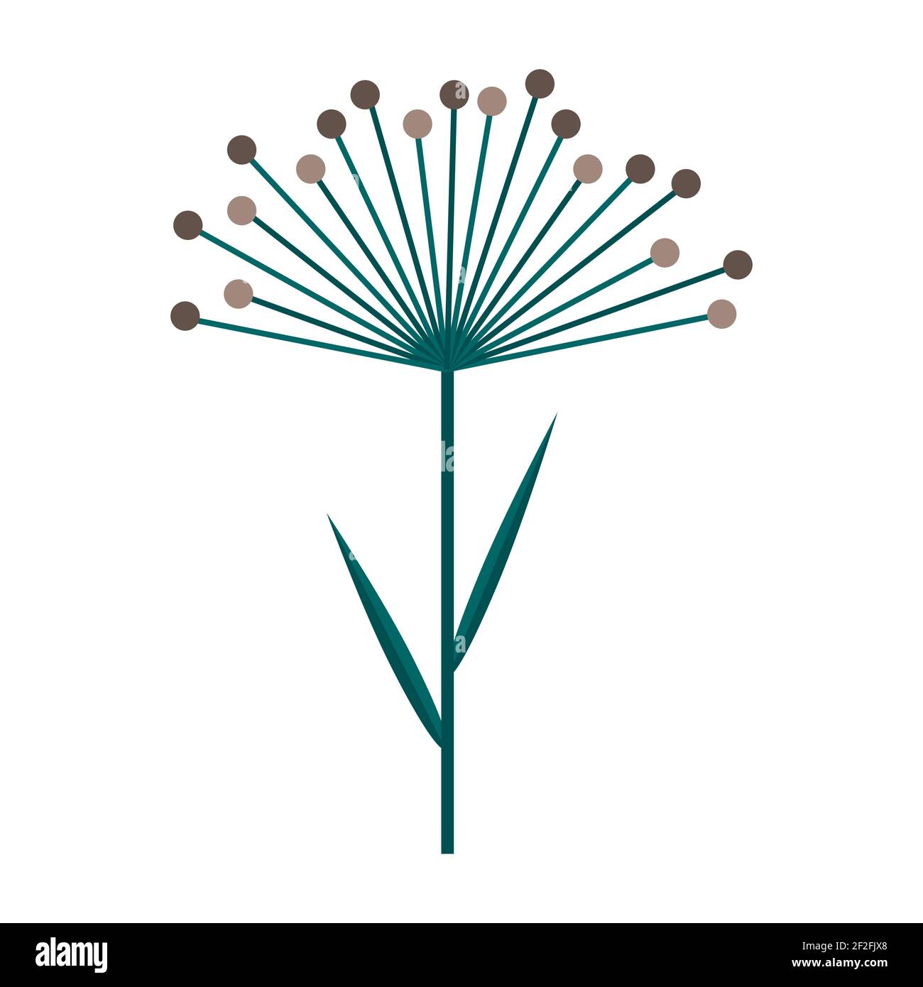 Parapluie d'aneth ou de plante de céréales. Simple branche verte minimaliste avec feuilles et fleurs brunes. Collection nature de plantes élégantes pour la saison déc Illustration de Vecteur