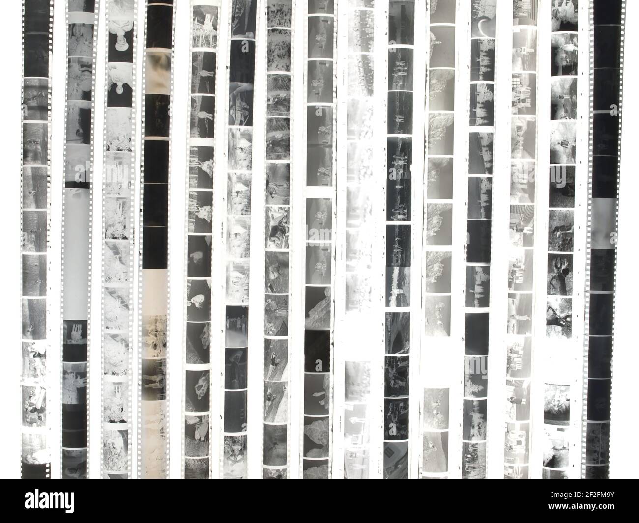 Négatifs de film photographique monochrome 35 mm isolés sur fond blanc. Banque D'Images