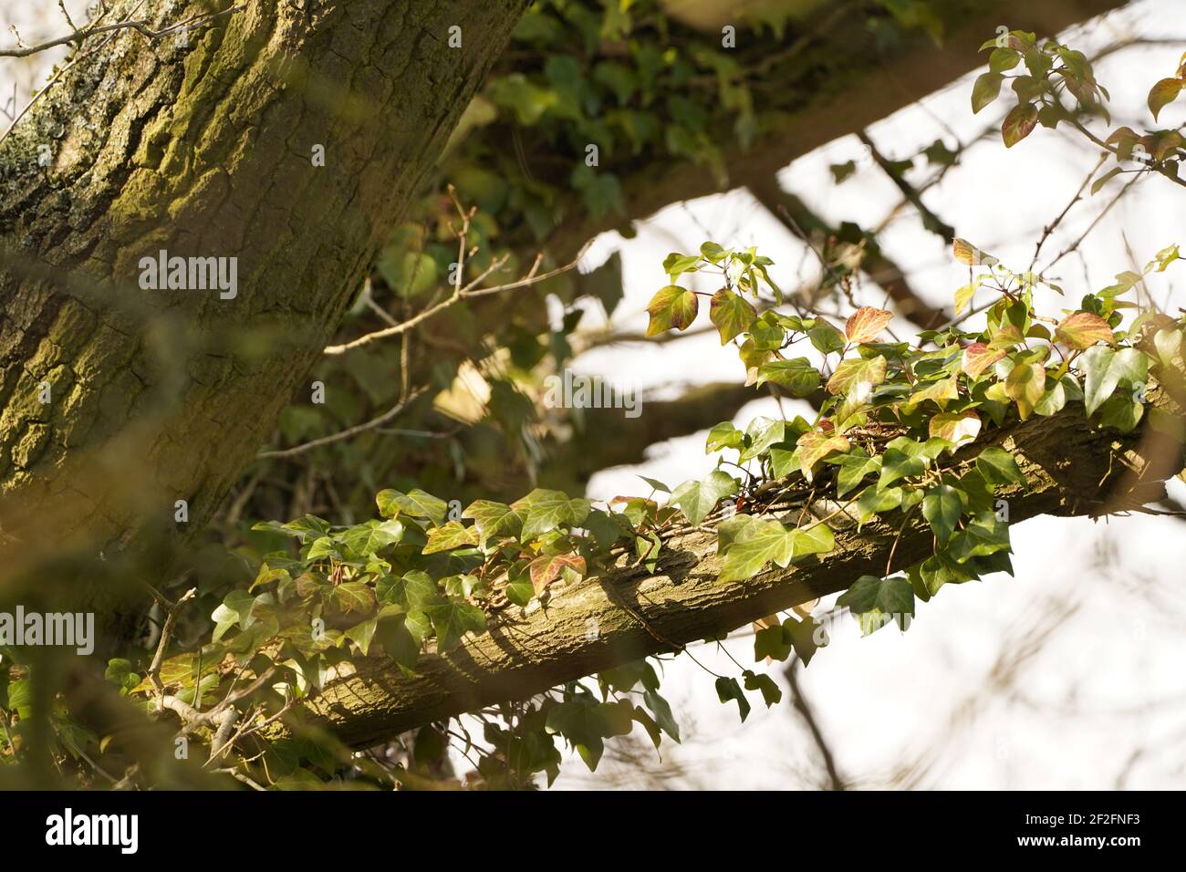 Arbre l'écosystème de la vie sur terre Banque D'Images