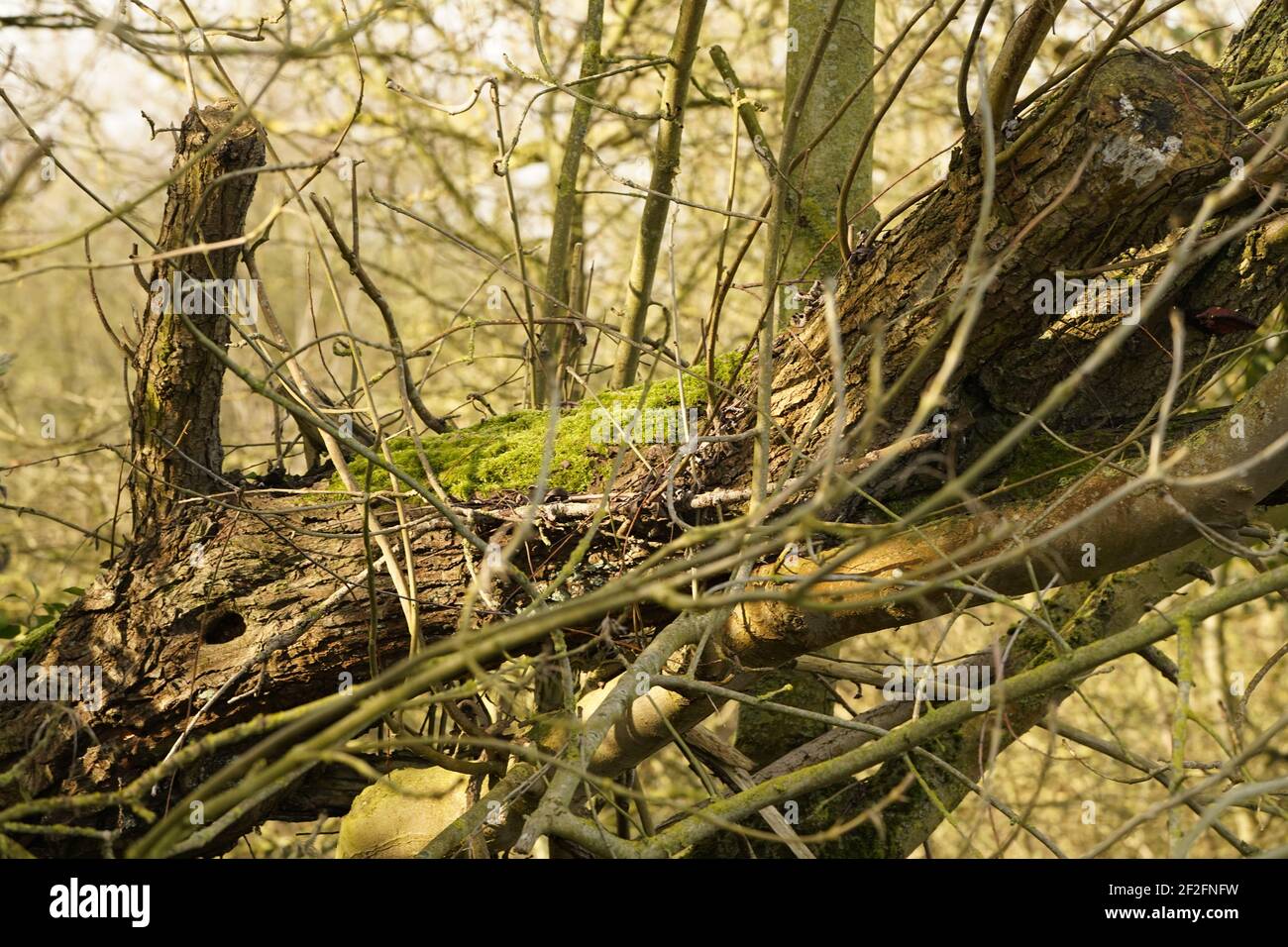 Arbre l'écosystème de la vie sur terre Banque D'Images