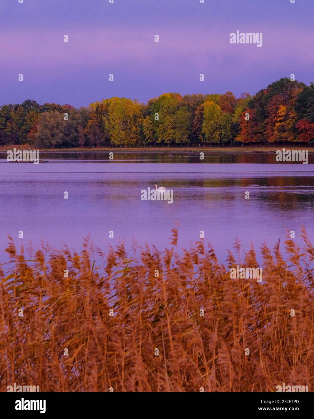Paysage d'automne avec un cygne Banque D'Images