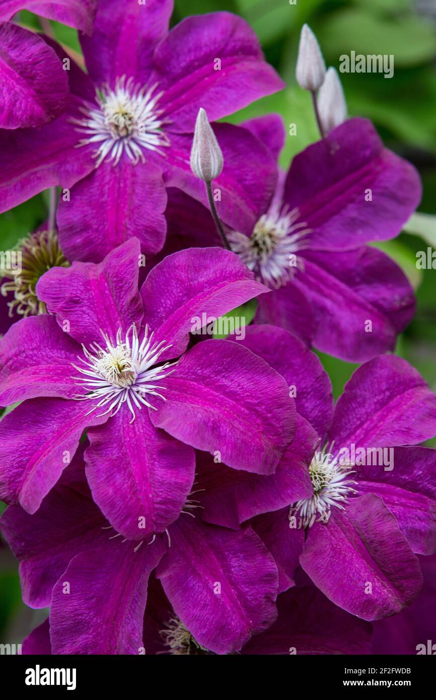 Gros plan frontal d'une fleur clematis fleurs violettes blanc étamines et feuilles vertes fraîches. Banque D'Images