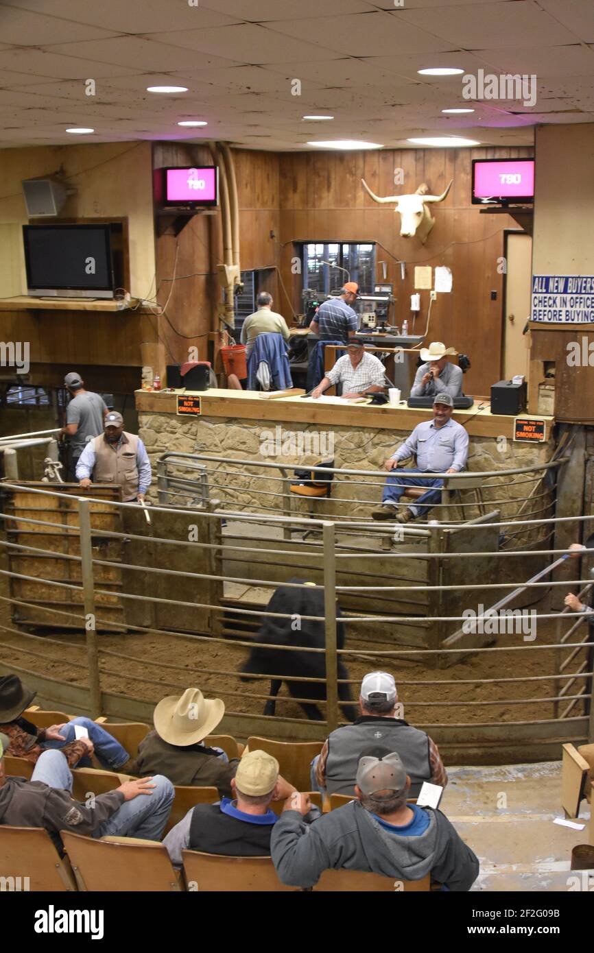 Groesbeck Auction & Livestock Co. Texas, États-Unis Banque D'Images