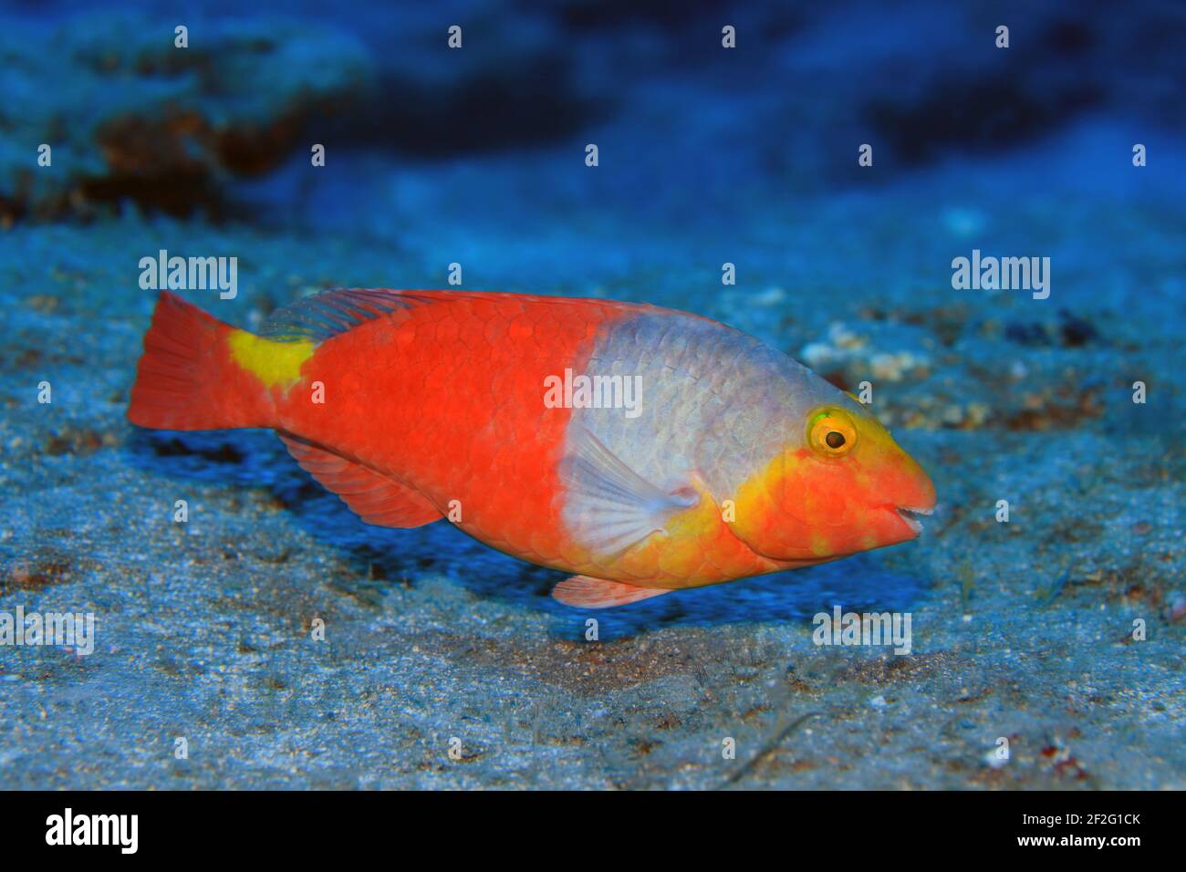 Europäischer Papageienfisch, Sparisoma crétense, (Gran Canaria, Kanarische Inseln, Atlantischer Ozean) - Parrotfish européen (Gran Canaria, Canaries isl Banque D'Images