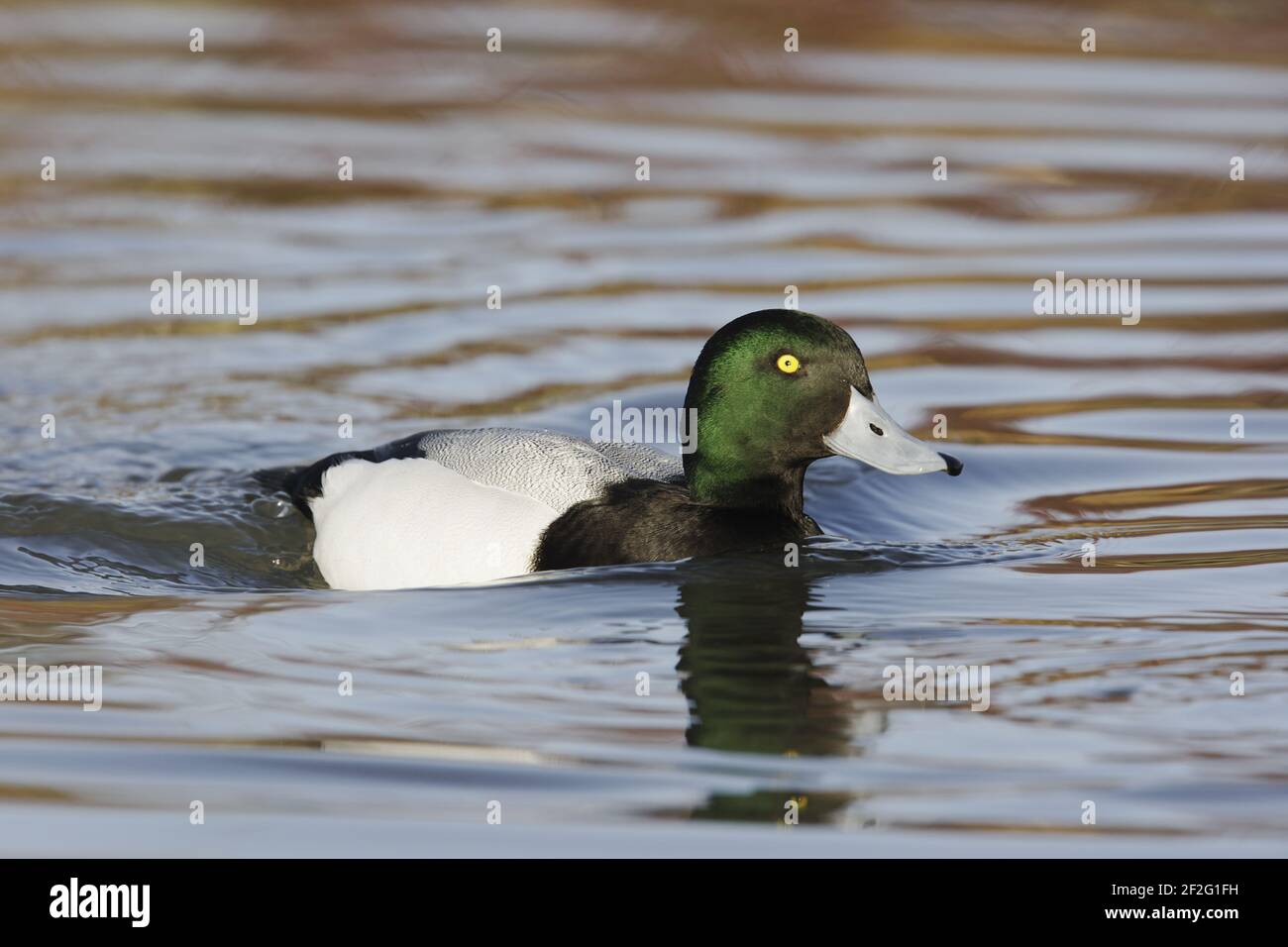 Greater Shaup - Drake Aythya marila WWT Slimbridge Gloucestershire, Royaume-Uni BI013071 Banque D'Images