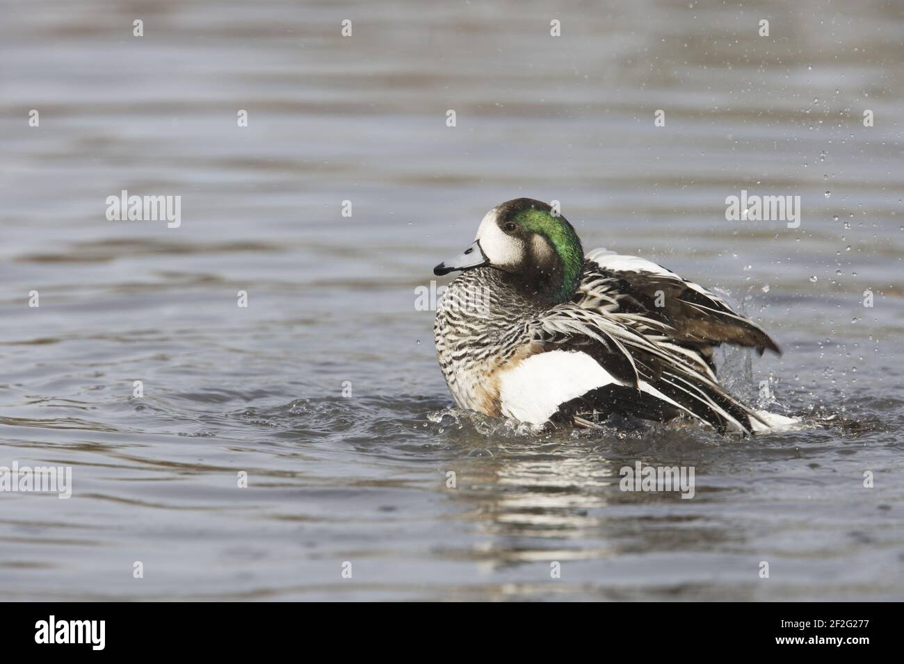 Chiloe Wigeon - Washing Anas sibilatrix WWT Slimbridge Gloucestershire, Royaume-Uni BI013109 Banque D'Images