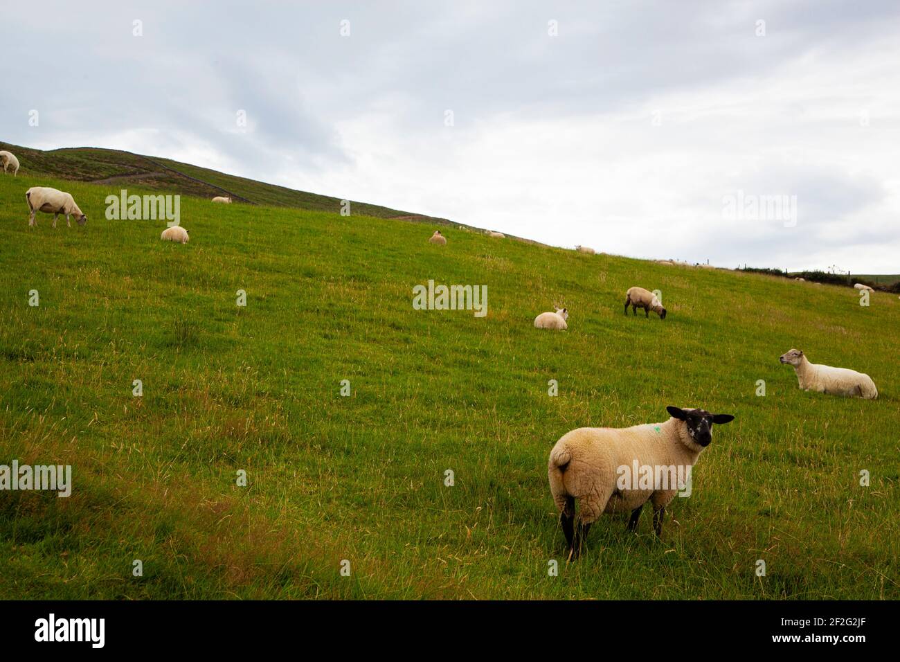 Un troupeau de moutons paître sur une colline en Irlande Banque D'Images