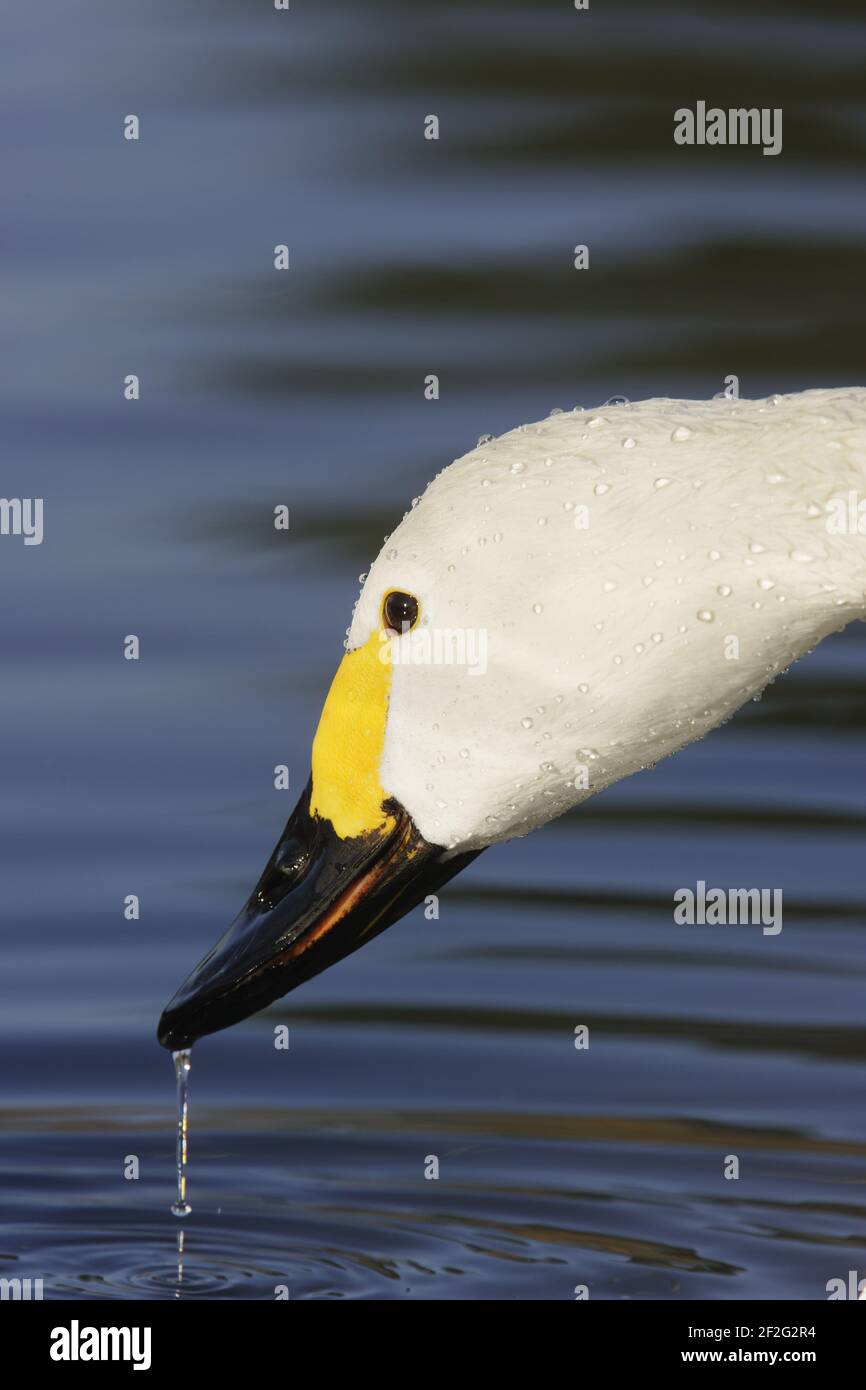 Bewick's Swan - tête d'alimentation ShotOlor columbianus bewickii WWT Slimbridge Gloucestershire, Royaume-Uni BI013144 Banque D'Images
