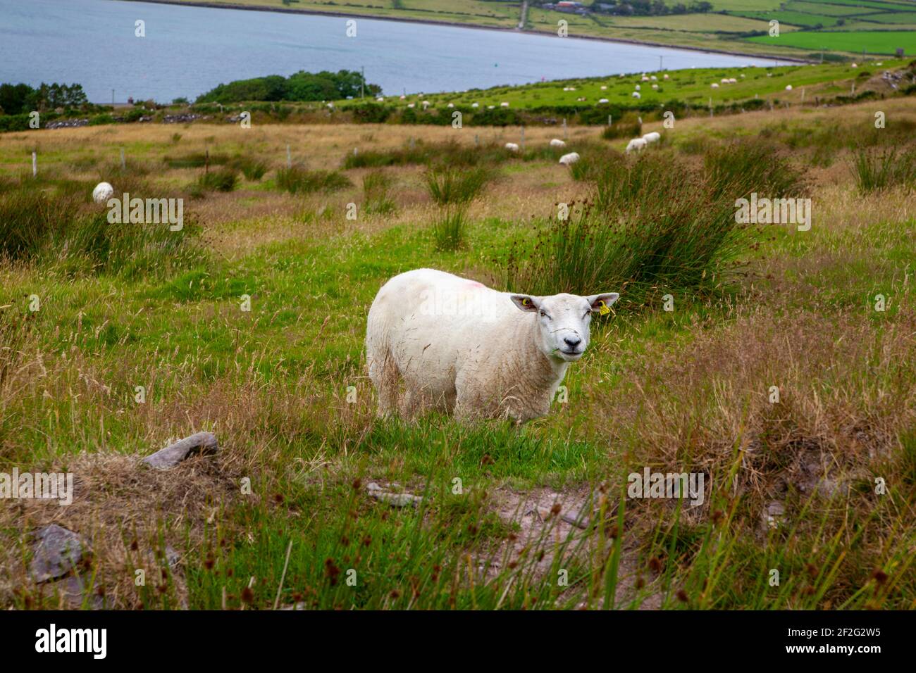 Un mouton en pâturage en Irlande Banque D'Images