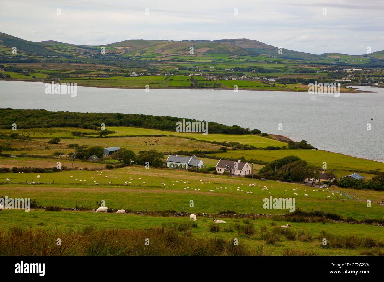 Une vue sur un magnifique port de Dingle en Irlande avec mouton au premier plan Banque D'Images