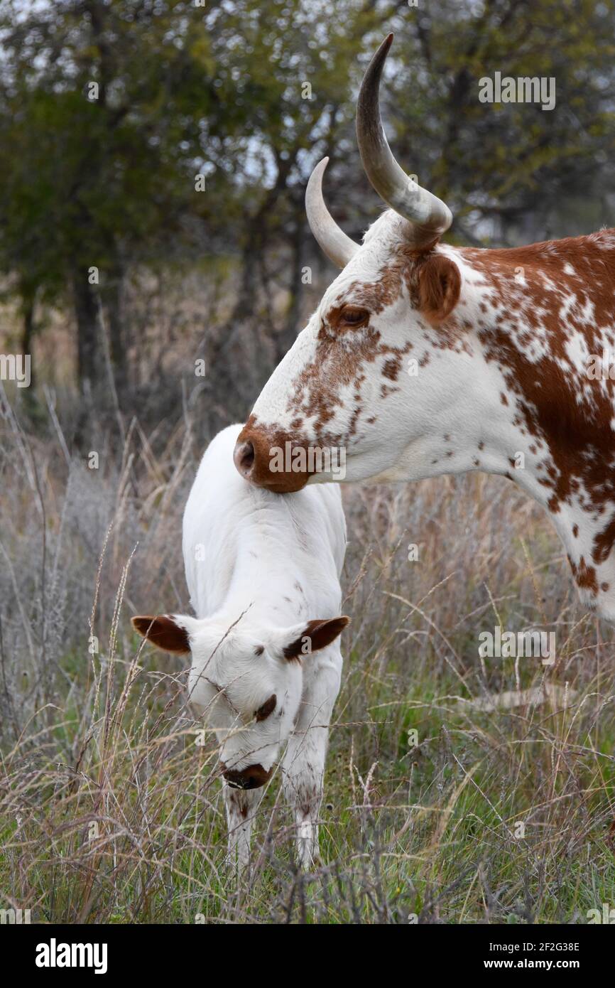 Longhorn Cattle, Texas, États-Unis Banque D'Images