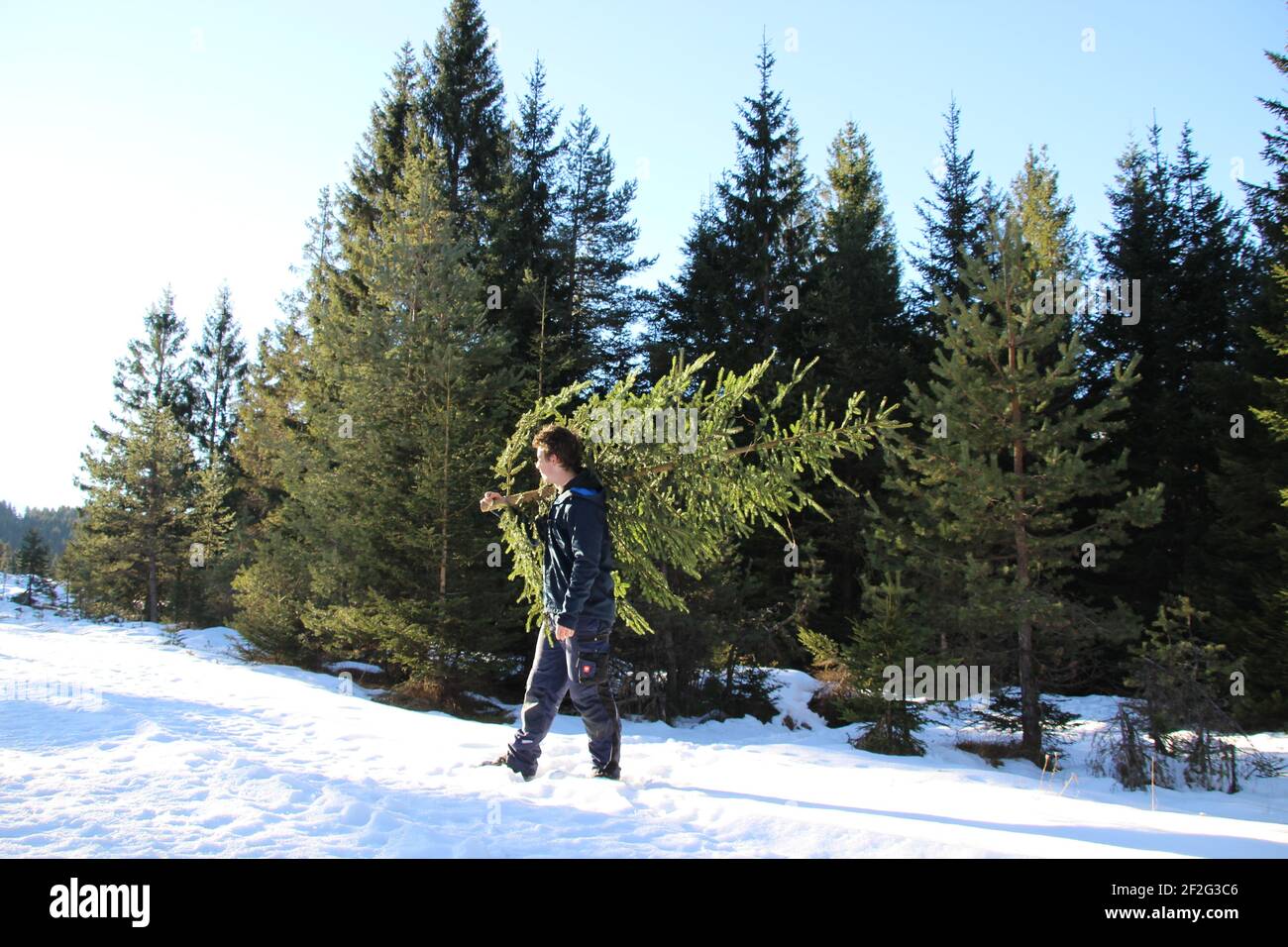 Homme à la fetch arbre de Noël, Noël, saison de l'Avent, arbre de Noël, Allemagne, Bavière, haute-Bavière, Werdenfels, Mittenwald, Banque D'Images
