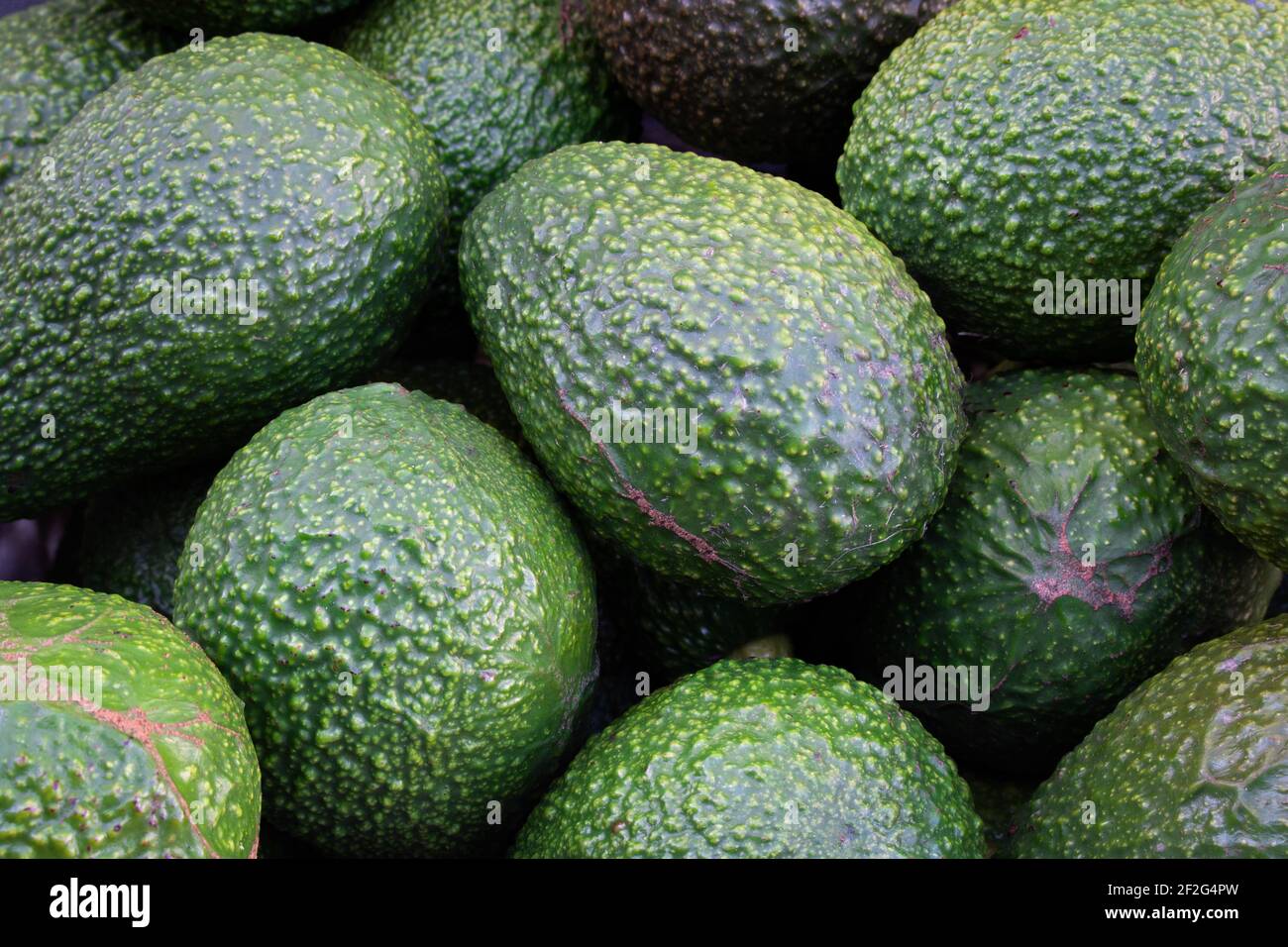 Gros plan des avocats de la cass fraîchement récoltés du verger local. Le fond d'avocats avec le concept de produits maison Banque D'Images