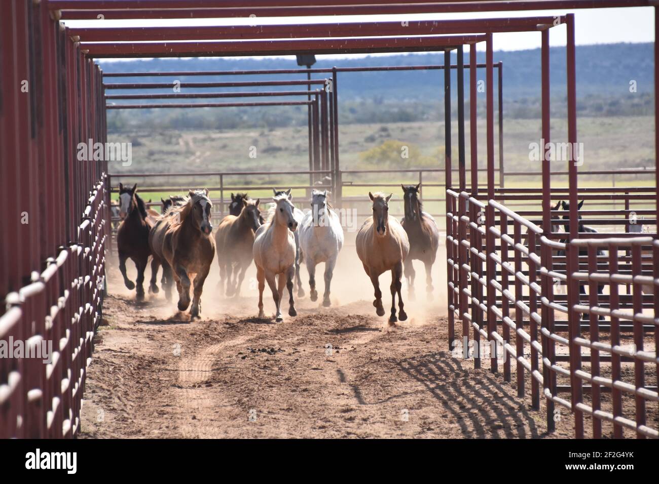 Chevaux galopant au 6666 Ranch, Guthrie, Texas, États-Unis Banque D'Images