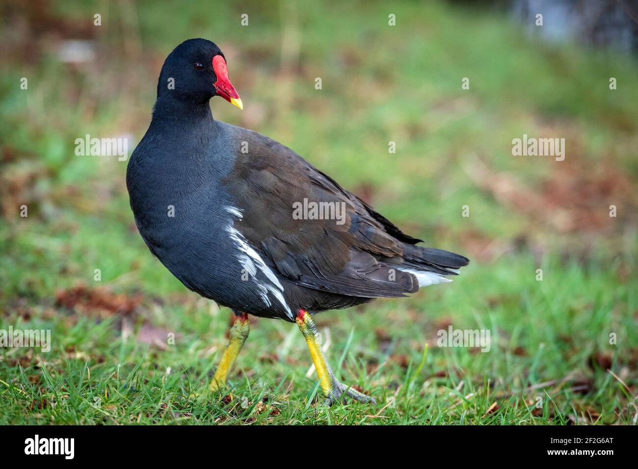 Loi rouge Moorhen. Banque D'Images